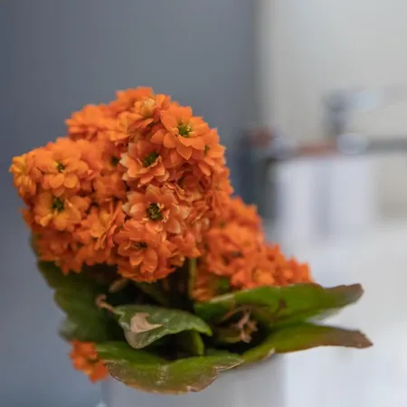 Fedelena Lejlighed *