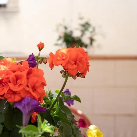 Fedelena Lejlighed *