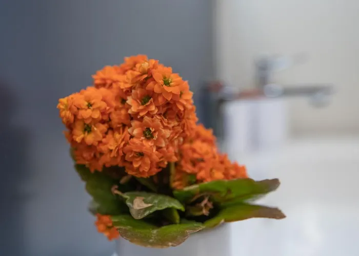 Fedelena Lejlighed *